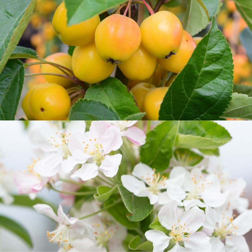 Crab Apple Tree 'Malus Golden Hornet' 12Ltr Pot
