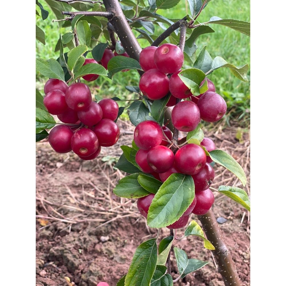 Crab Apple Tree 'Malus Gorgeous' 12Ltr Pot