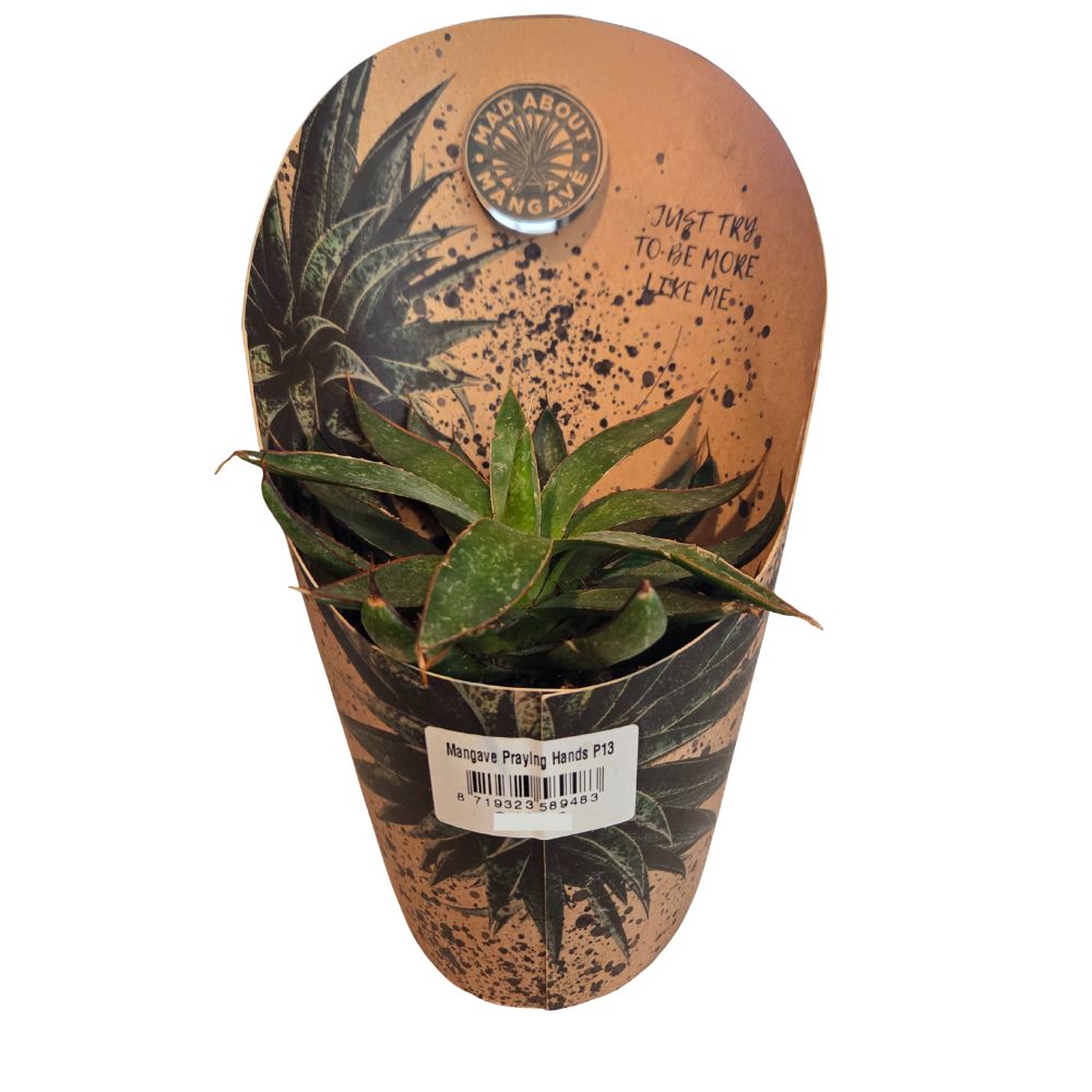 Mangave 'Praying Hands' Succulent Houseplant - 1ltr Pot
