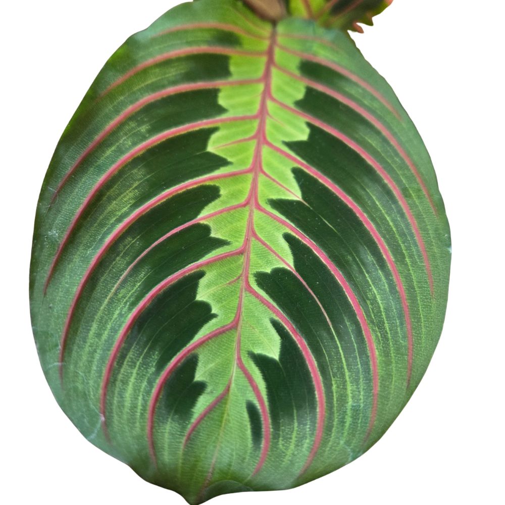 Maranta Leuconeura 'Fascinator' - (Prayer Plant) Houseplant - 12cm Pot