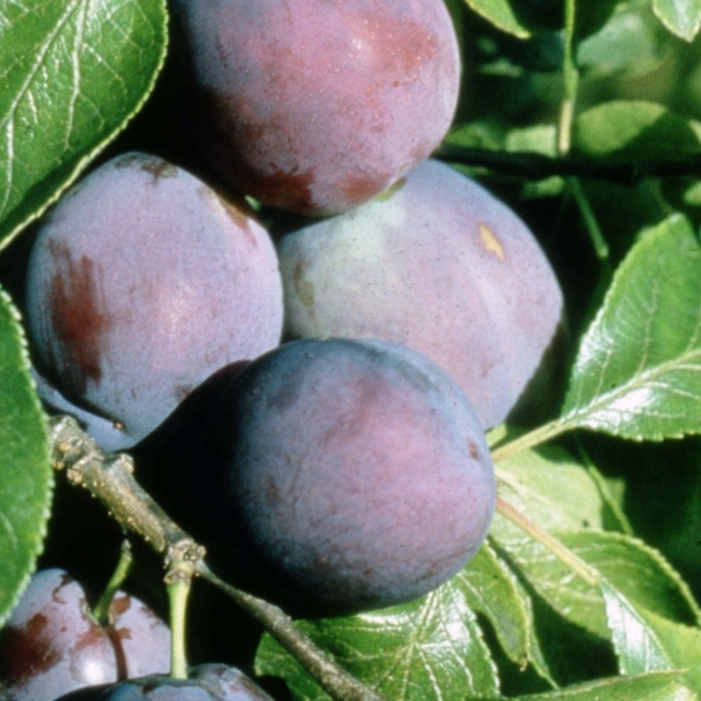Plum Tree 'Marjories Seedling' Fruit Tree 12Ltr Pot
