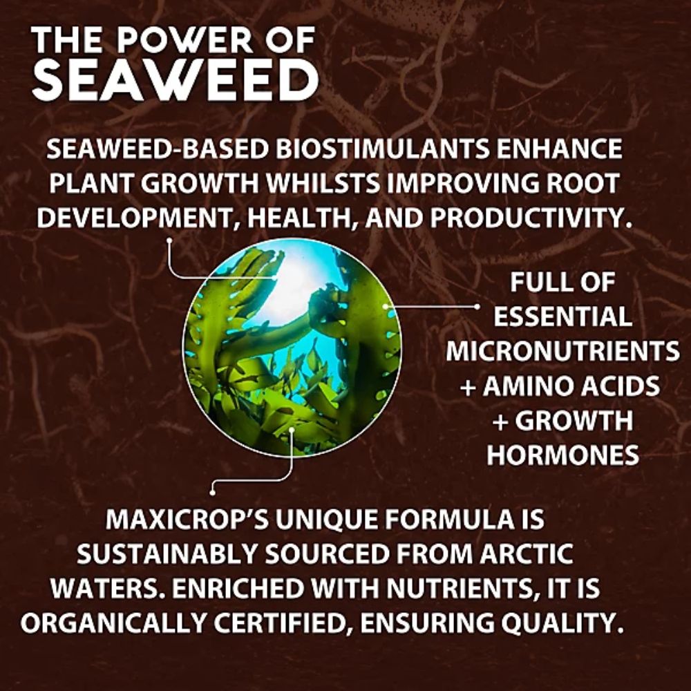 Maxicrop 1 Litre Seaweed Plus Sequestered Iron Plant Food
