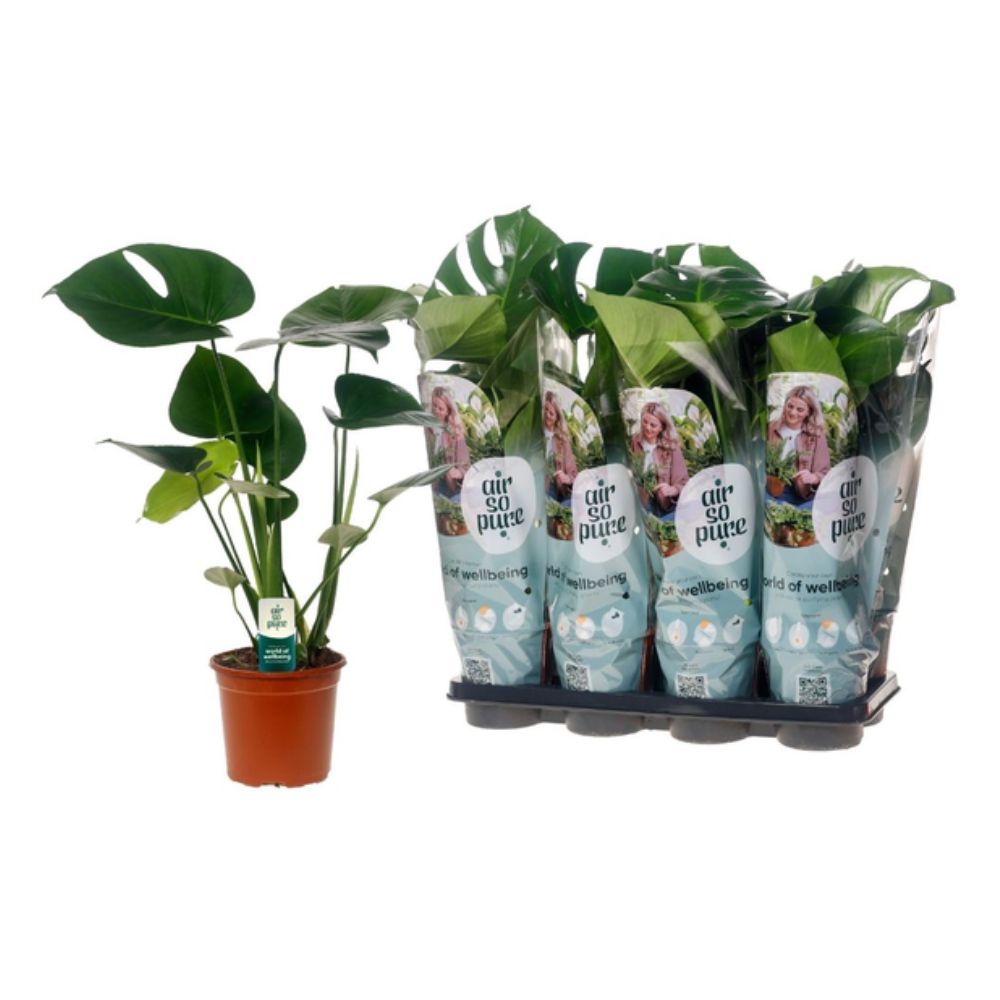 Monstera Deliciosa 'Swiss Cheese Plant' Houseplant - 14cm Pot