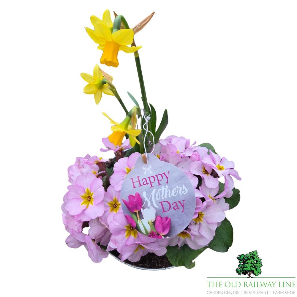 Mother's Day Primrose & Daffodil - Lavender Bowl 19cm - Old Railway Line Garden Centre