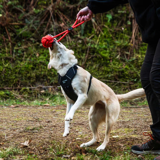 Mountain Paws Ball Rope Dog Toy - Orange