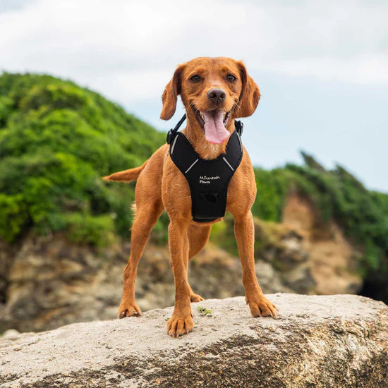 Mountain Paws Dog Harness - Black