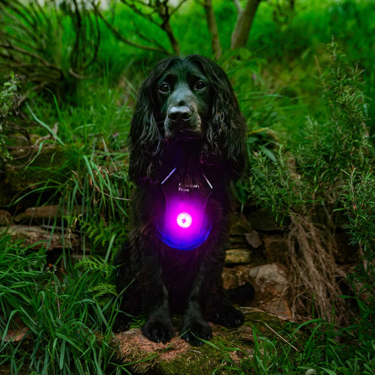 Mountain Paws Dog Safety Light - (Pack of 2)