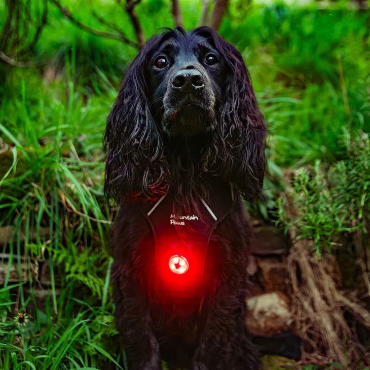 Mountain Paws Dog Safety Light - Single