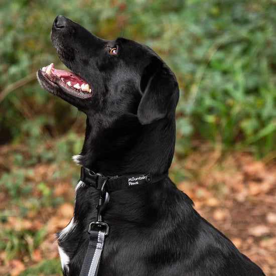 Mountain Paws Extra Tough Dog Collar - Black