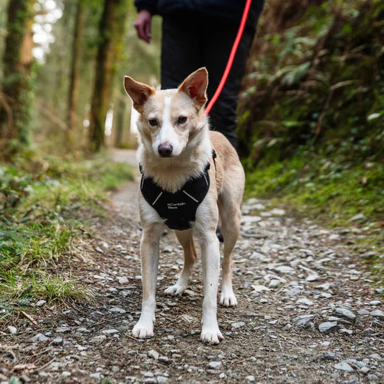 Mountain Paws 120cm Rope Dog Lead - Orange