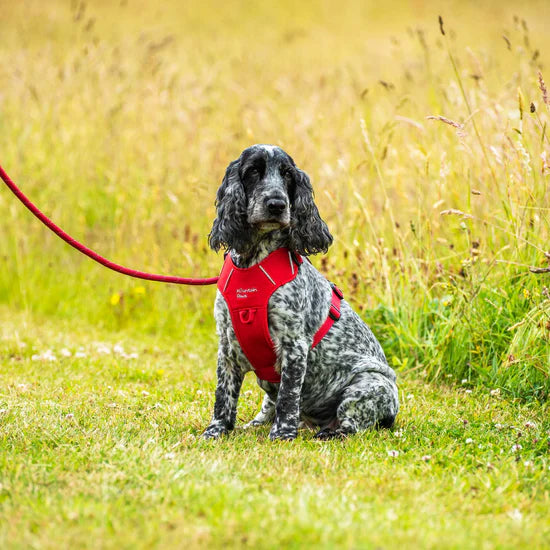 Mountain Paws 120cm Rope Dog Lead - Red