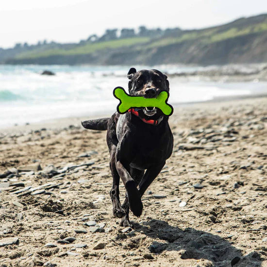 Mountain Paws 23cm Rubber Bone Dog Toy - Green