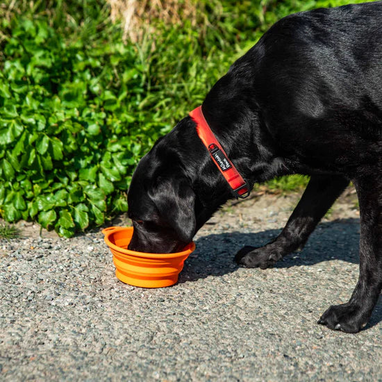 Mountain Paws Silicone Collapsible Dog Bowl - Orange