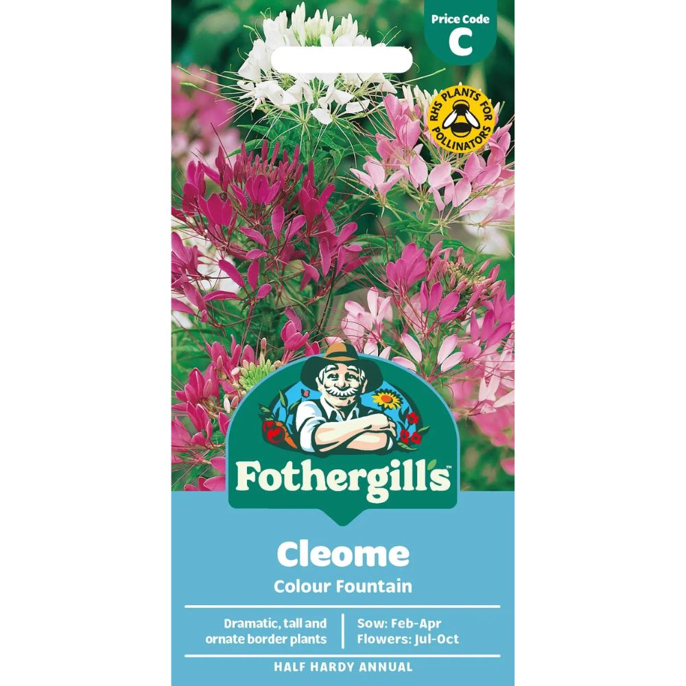 Mr Fothergill's Cleome Colour Fountain Seeds