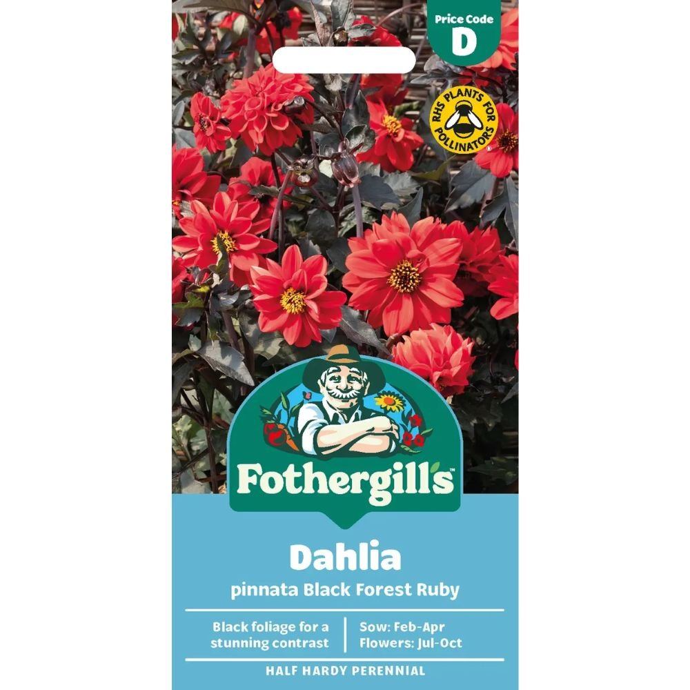 Mr Fothergill's Dahlia Black Forest Ruby Seeds - Old Railway Line Garden Centre
