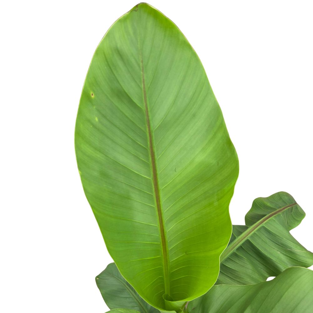 Musa Basjoo 'Japanese Banana Plant' - 3Ltr Pot