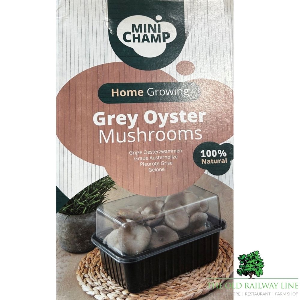 Mushroom 'Grey Oyster' Kit
