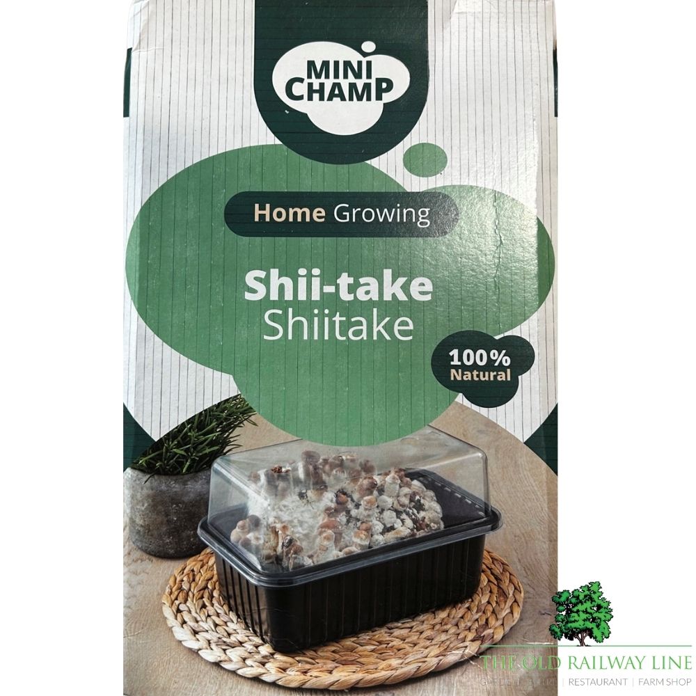 Mushroom 'Shii-Take' Kit