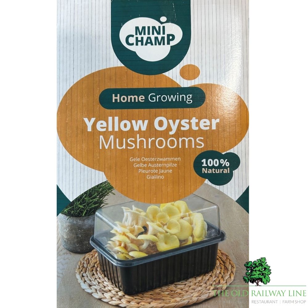 Mushroom 'Yellow Oyster' Kit