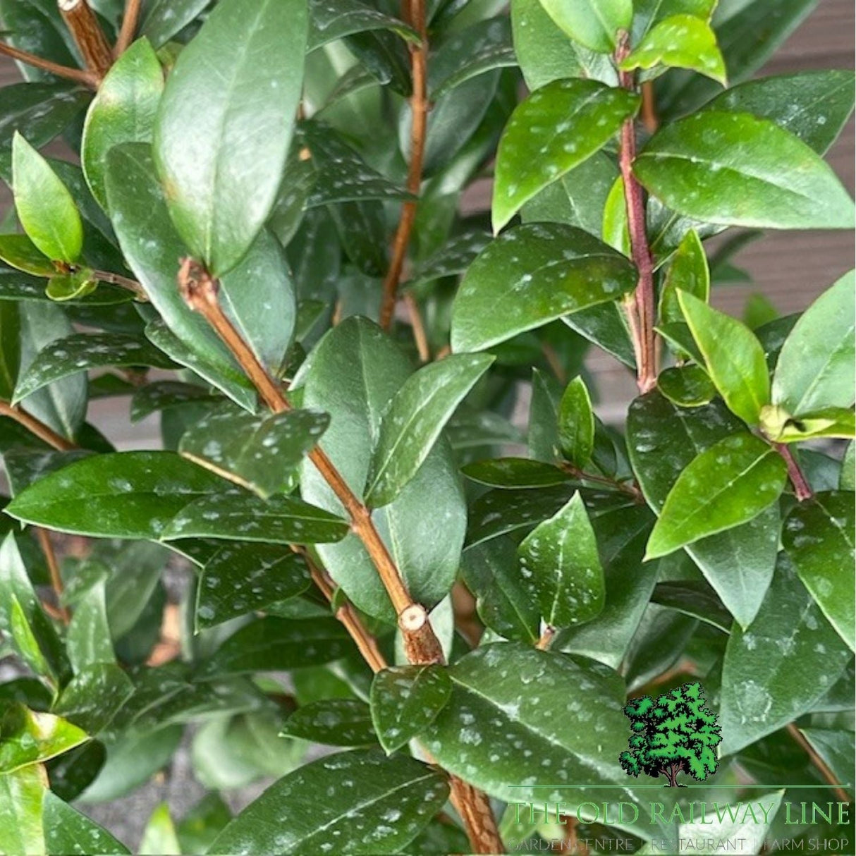 Myrtus Communis Plant - 3Ltr Pot - Old Railway Line Garden Centre