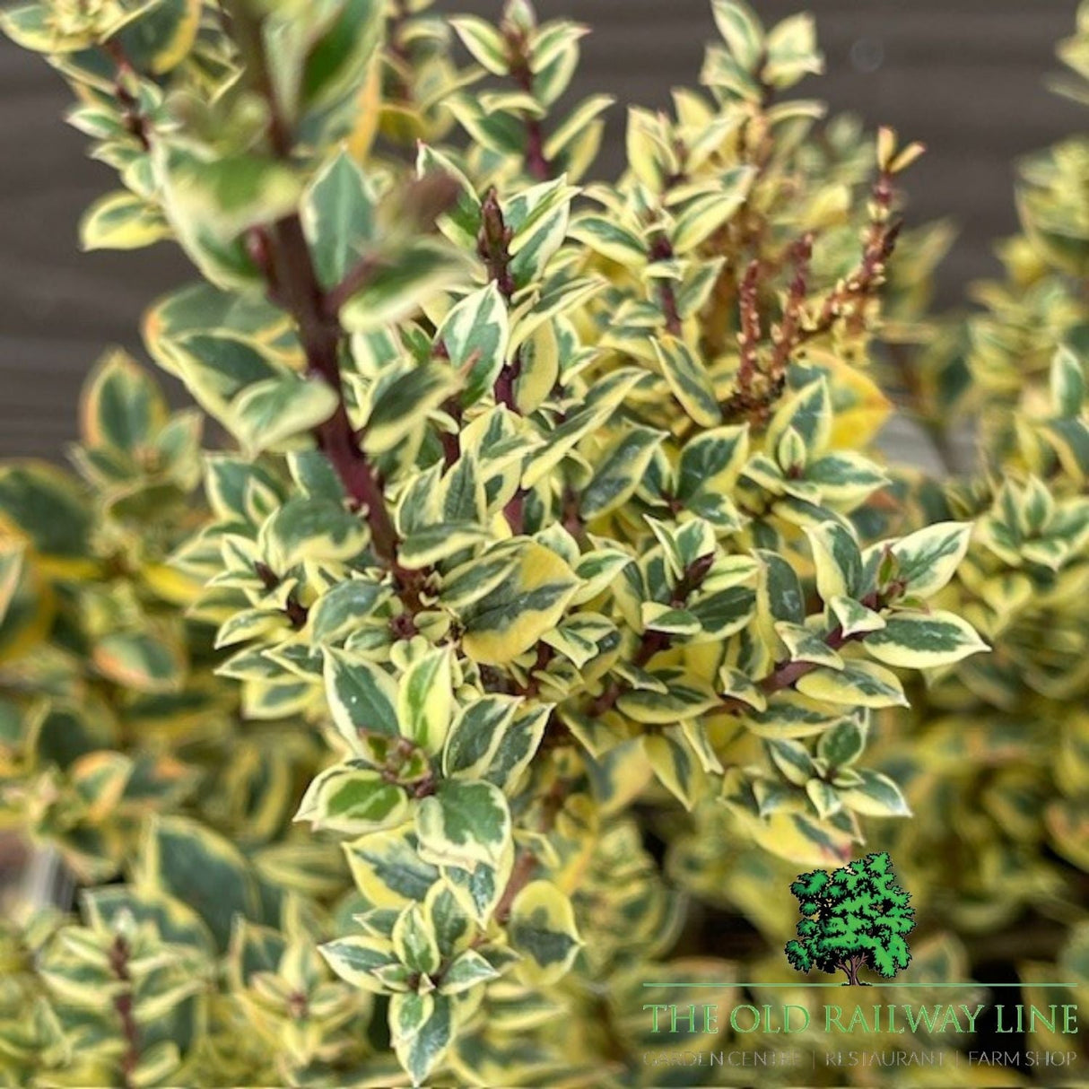 Mytus 'Glanleam Gold' - 3Ltr Pot - Old Railway Line Garden Centre