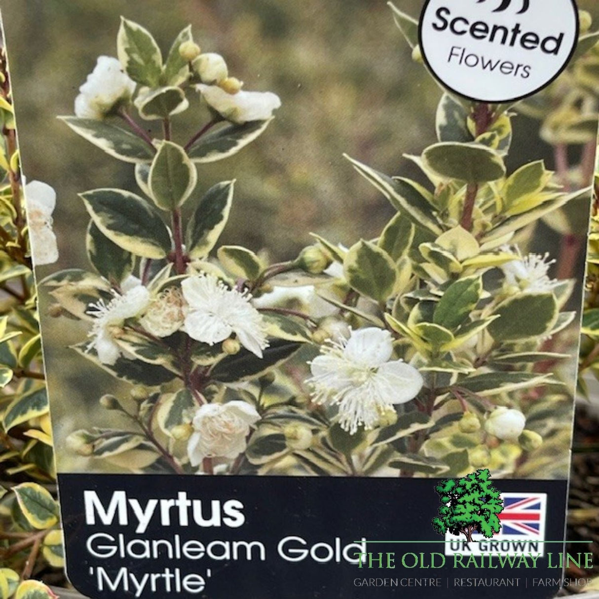 Mytus 'Glanleam Gold' - 3Ltr Pot - Old Railway Line Garden Centre