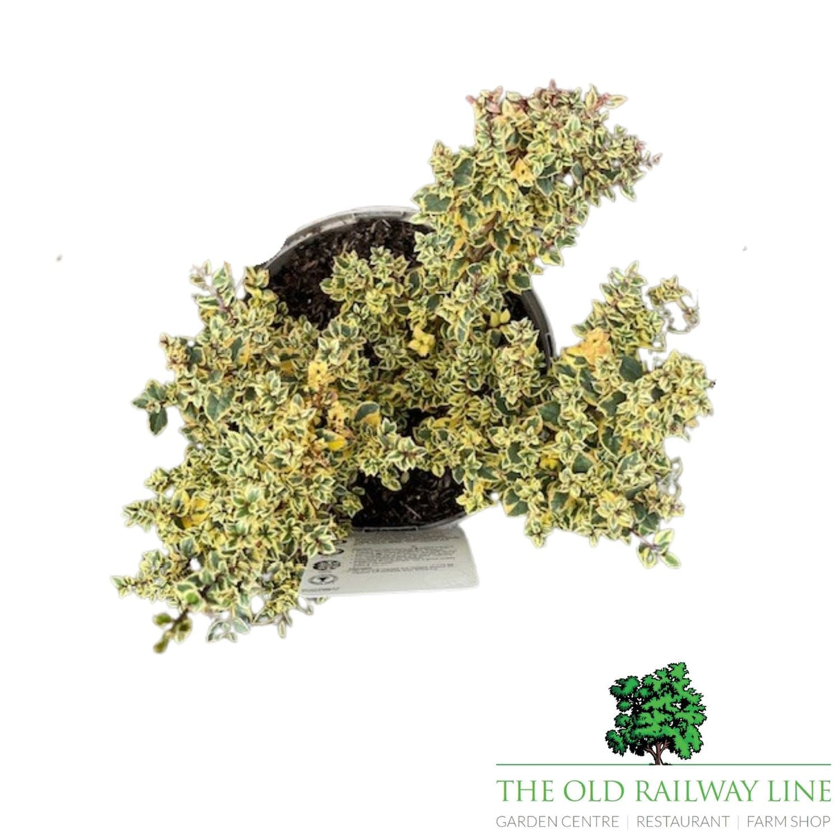 Mytus 'Glanleam Gold' - 3Ltr Pot - Old Railway Line Garden Centre
