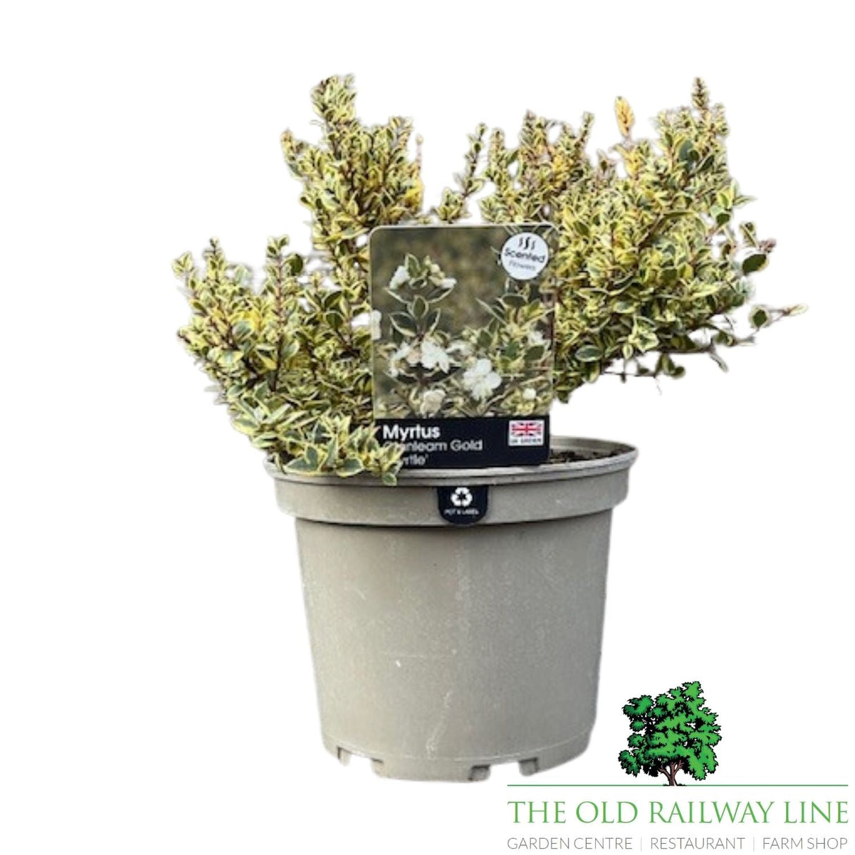 Mytus 'Glanleam Gold' - 3Ltr Pot - Old Railway Line Garden Centre