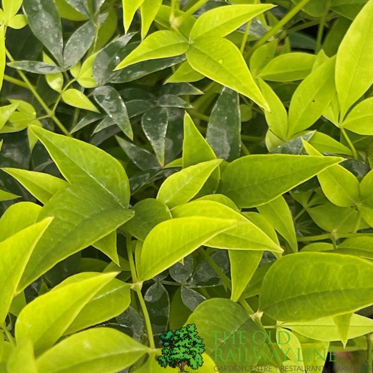 Nandina Domestica 'Magical Lemon-Lime' Plant - 3Ltr Pot
