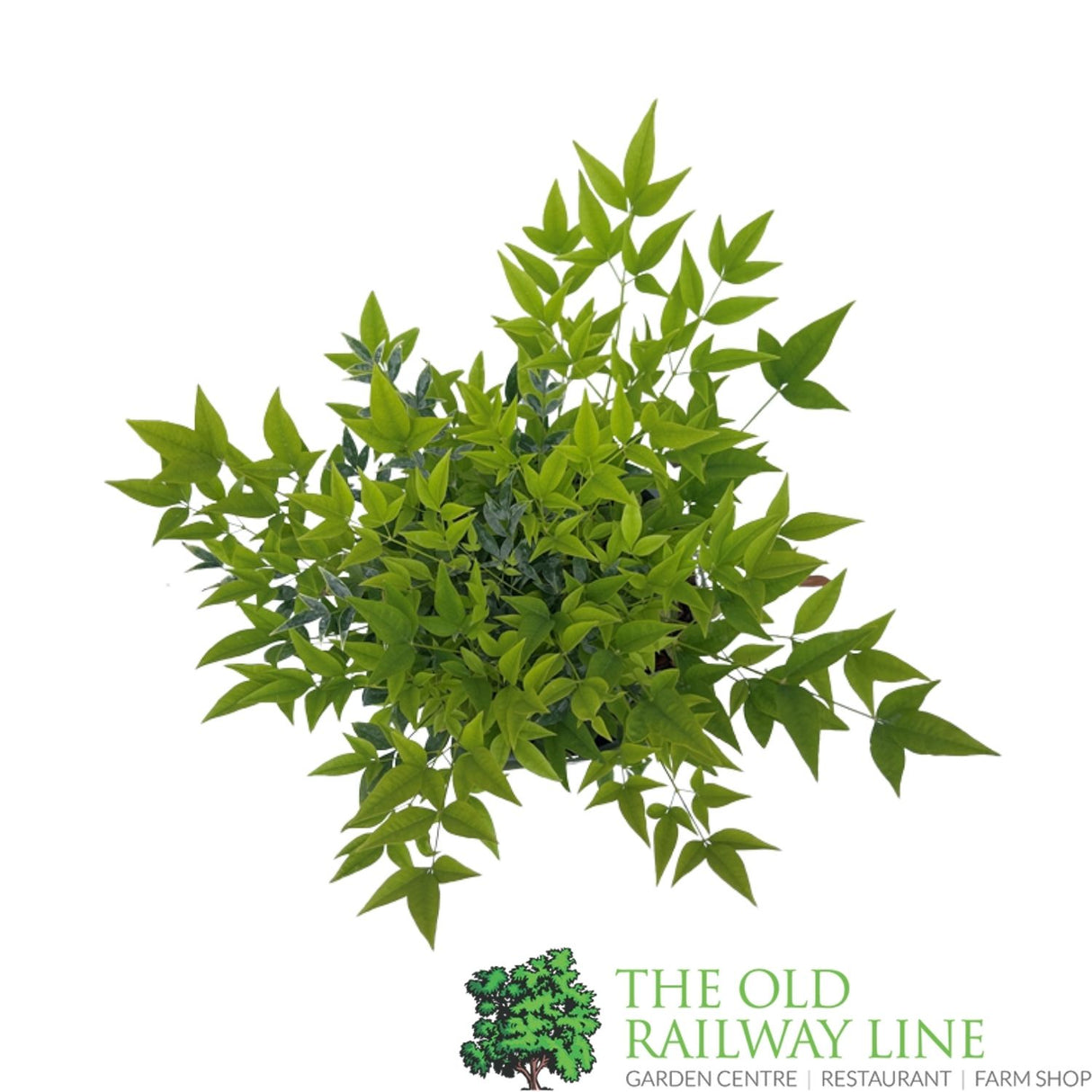Nandina Domestica 'Magical Lemon-Lime' Plant - 3Ltr Pot