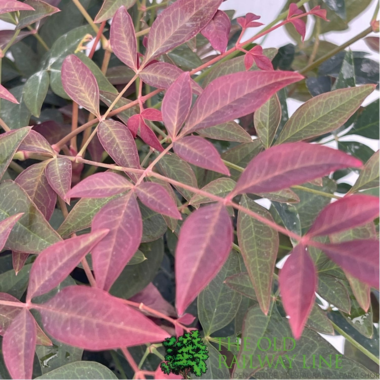 Nandina Domestica 'Obsessed' Plant - 3Ltr Pot