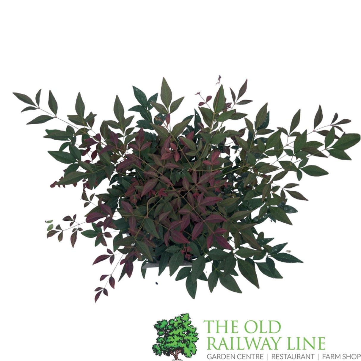 Nandina Domestica 'Obsessed' Plant - 3Ltr Pot