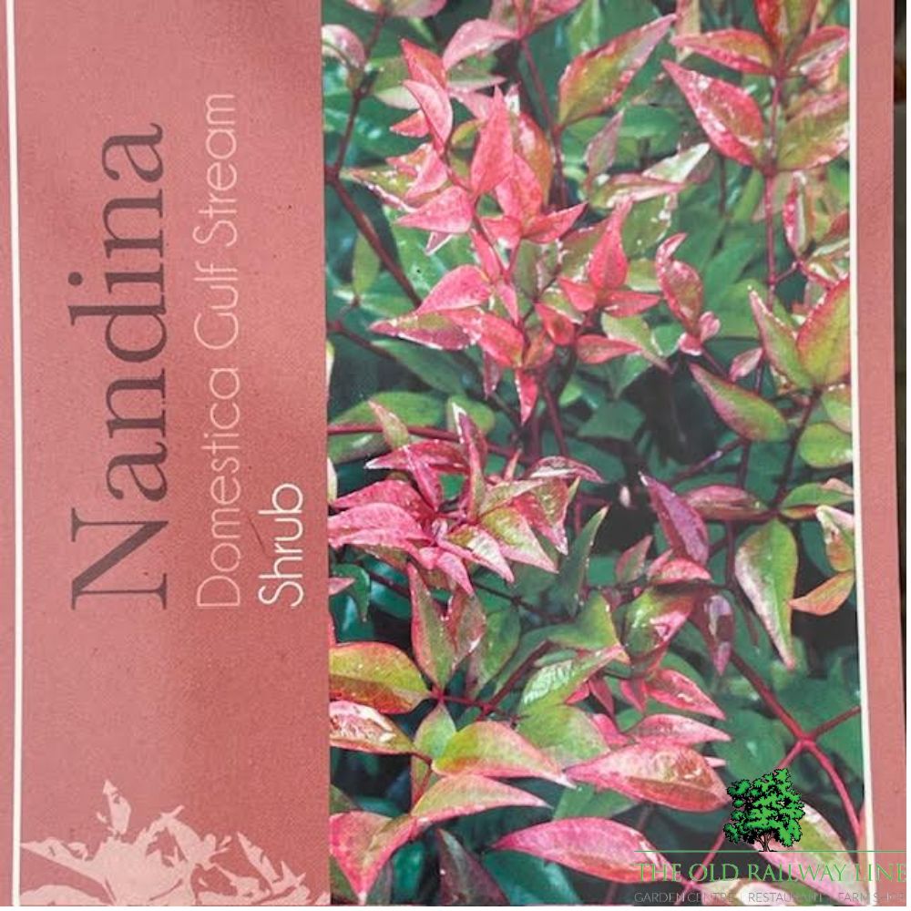 Nandina Gulf Steam Plant - 10Ltr Pot