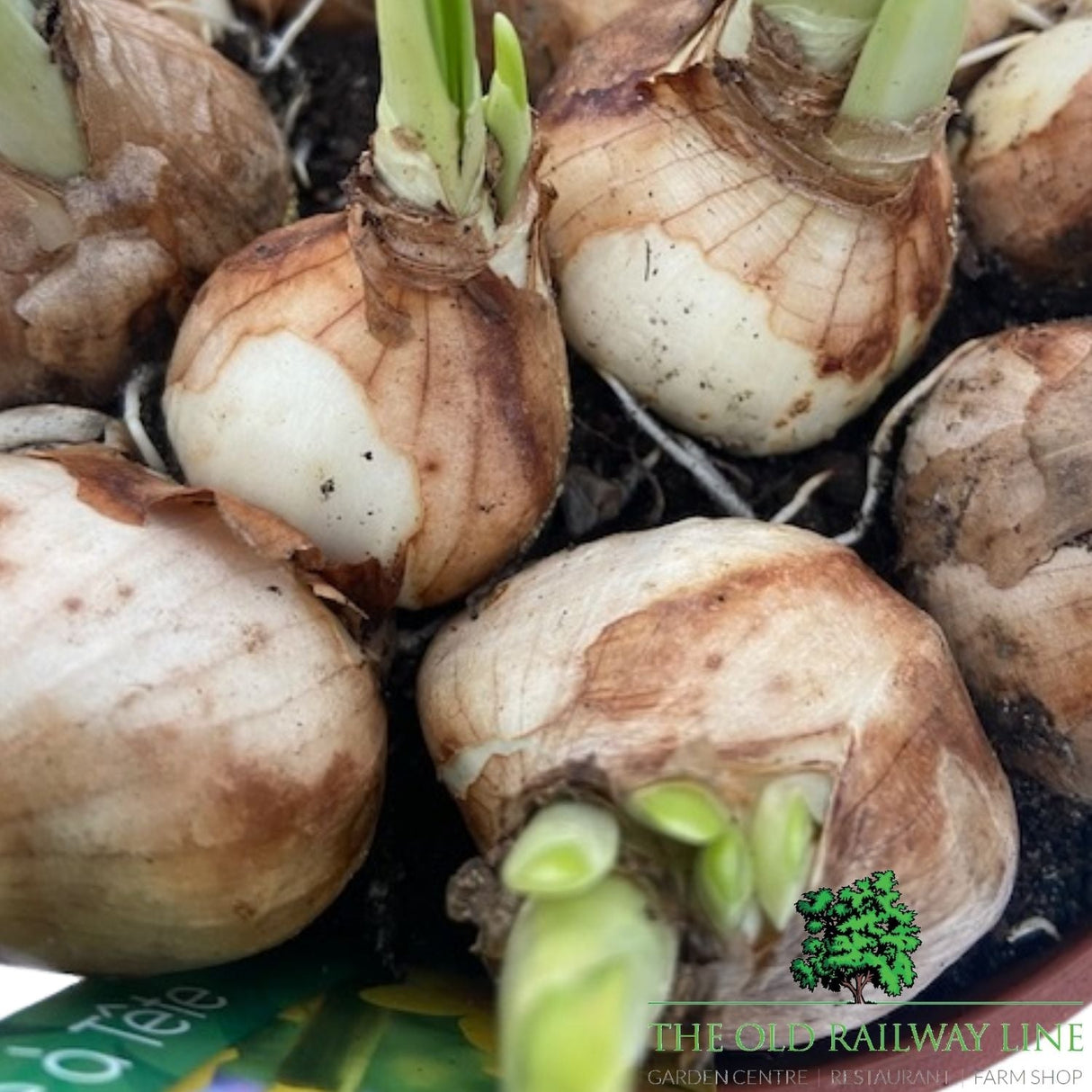 Narcissus Tete a Tete Bowl Plant - 16cm Pot - Old Railway Line Garden Centre