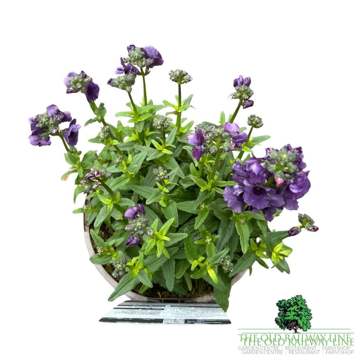 Nemesia 'Myrtille' Plant - 2Ltr Pot - Old Railway Line Garden Centre