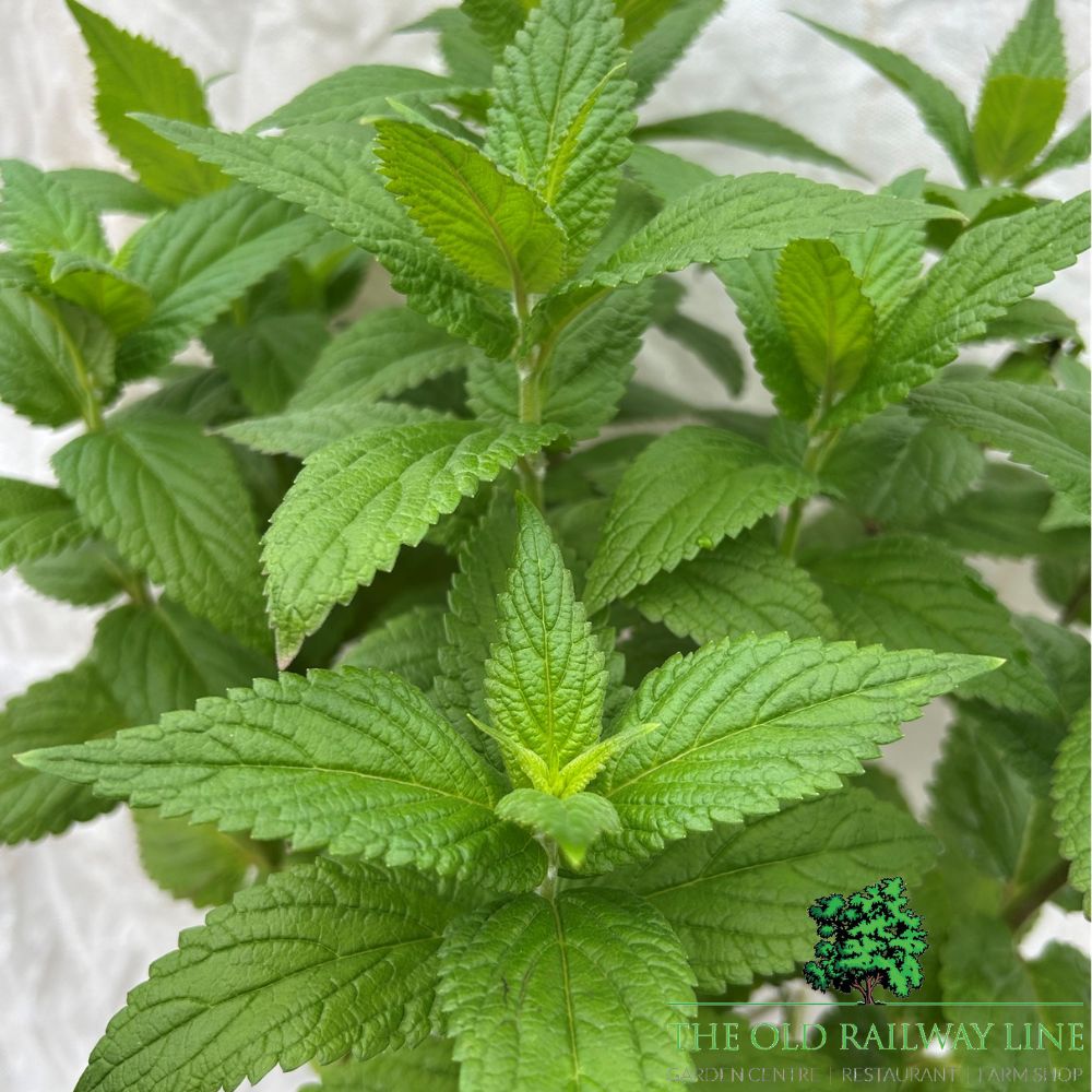 Nepeta 'Neptune' Plant - 2Ltr Pot