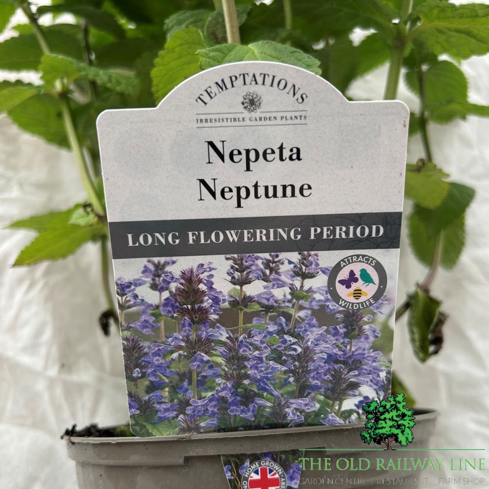 Nepeta 'Neptune' Plant - 2Ltr Pot