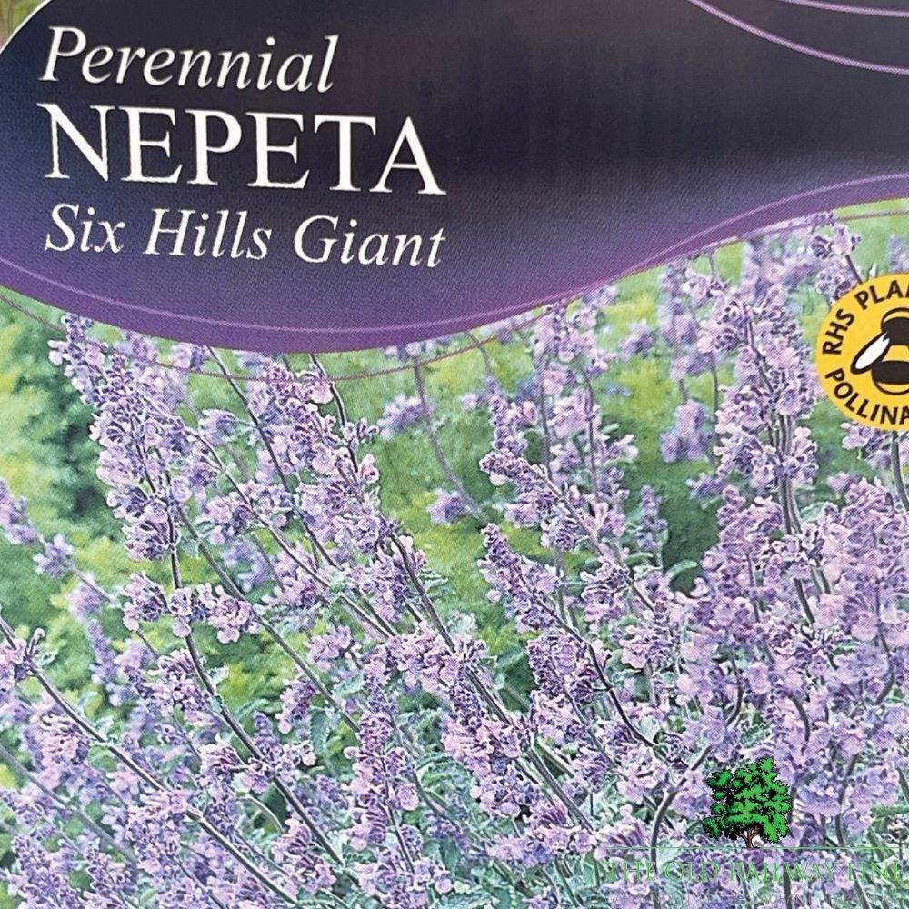 Nepeta 'Six Hills Giant' Plant - 1Ltr Pot