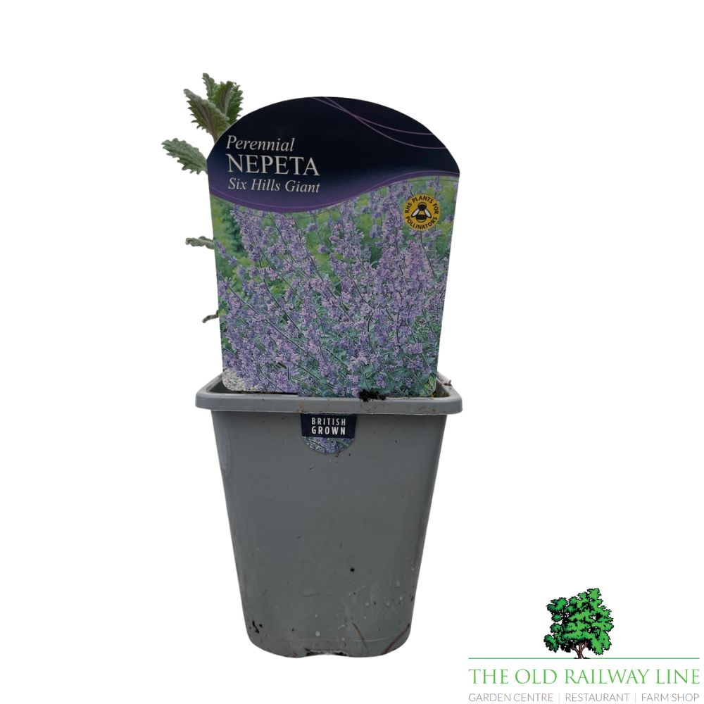 Nepeta 'Six Hills Giant' Plant - 1Ltr Pot