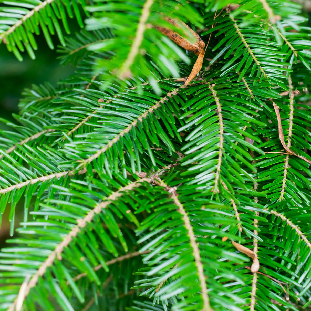 Norway Spruce 200-250cm Fresh Cut Christmas Tree