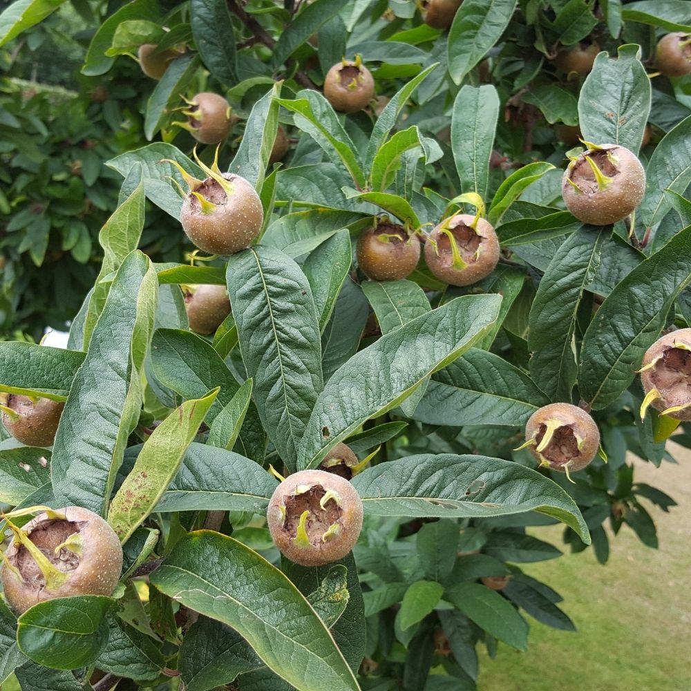 Medlar Tree 'Nottingham' Fruit Tree 12Ltr Pot