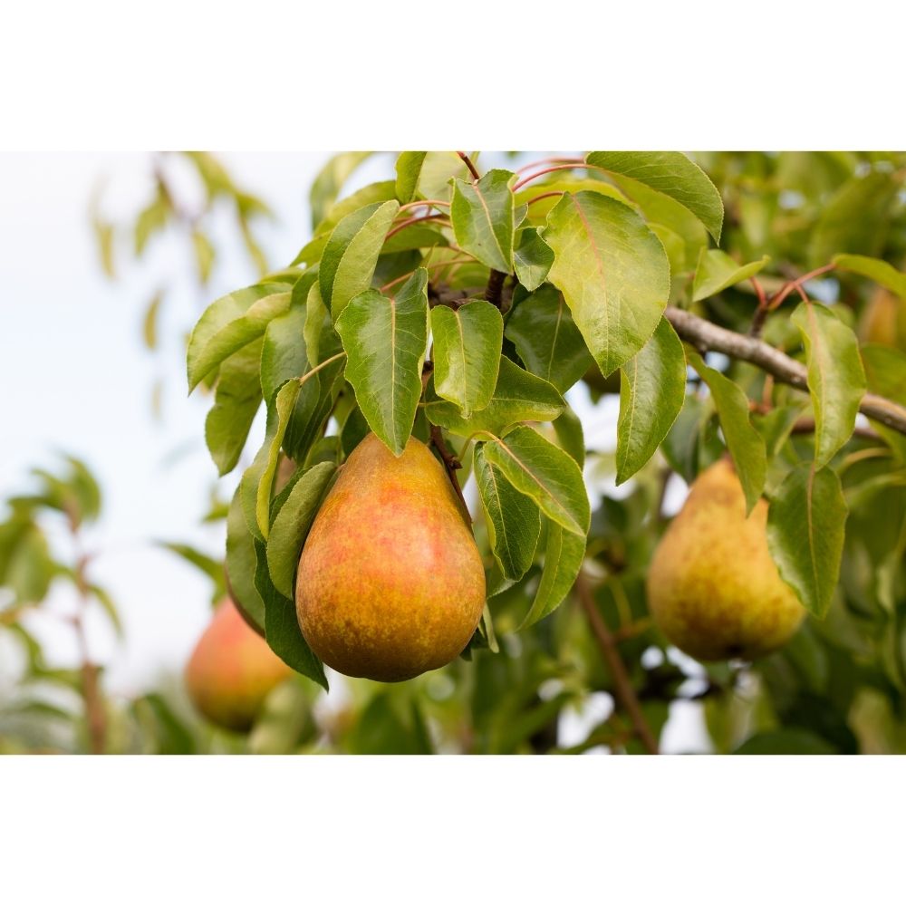 Frank P Matthews Pear Tree 'Onward' Fruit Tree - 12 Ltr Pot