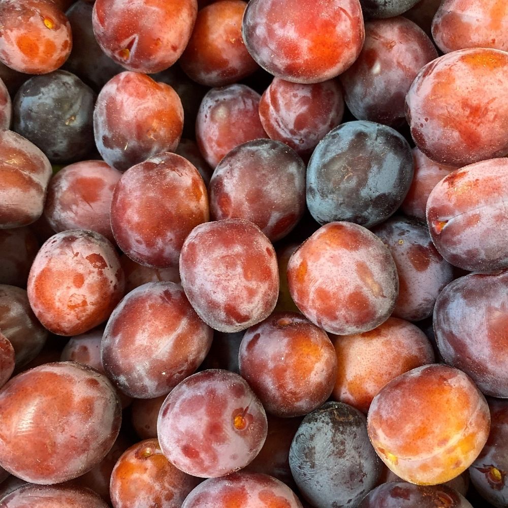 Plum Tree 'Opal' Fruit Tree 12Ltr Pot
