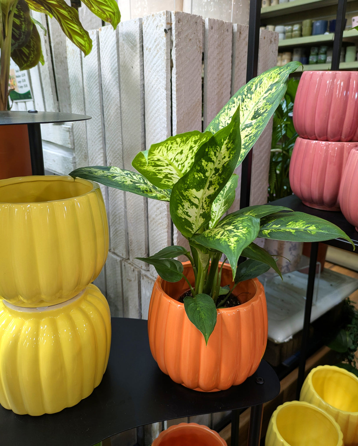 Mica Decorations Colourful Carna Round L. Pot (Choice of 4) - 1174012