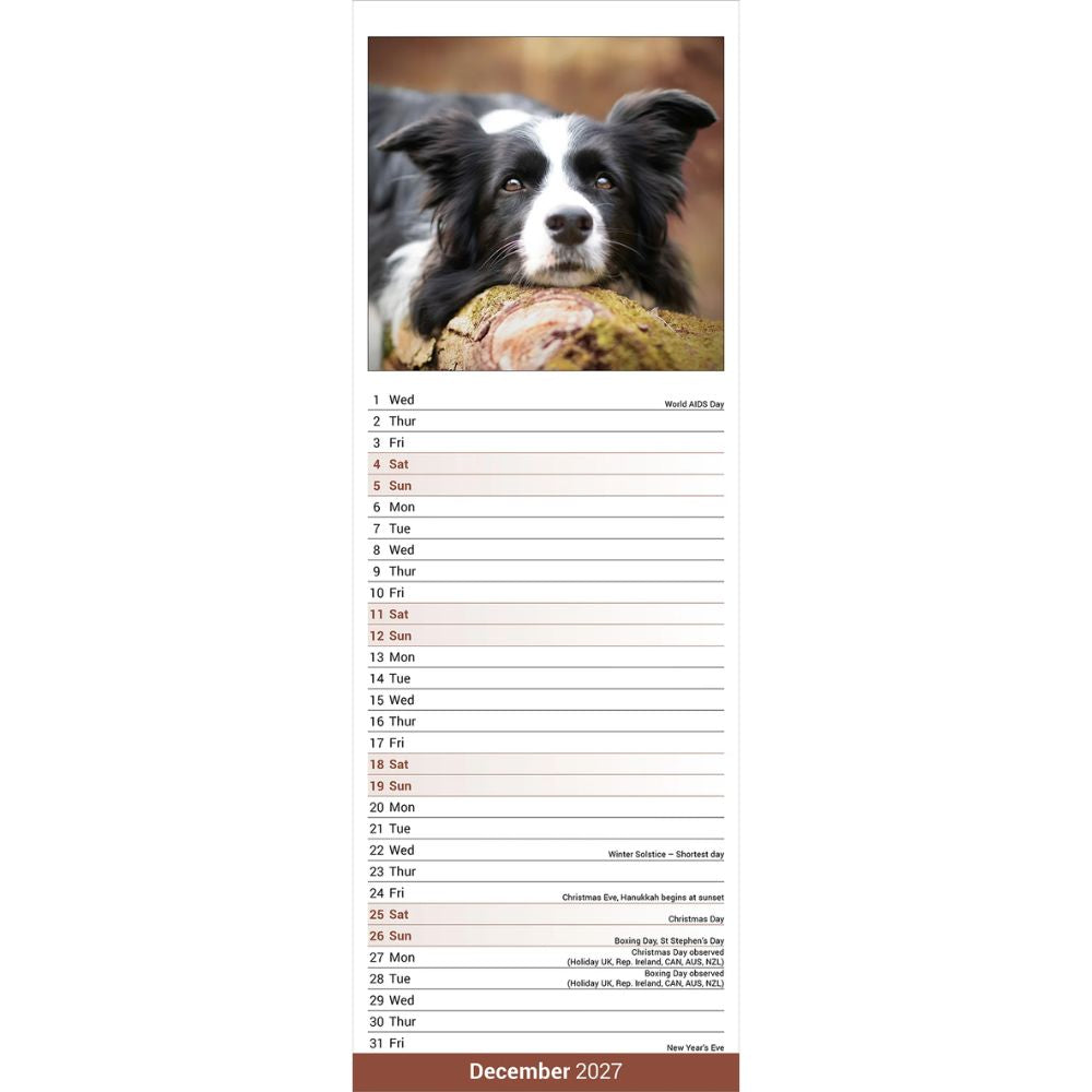 Otter House Border Collie Slim Calendar 2027