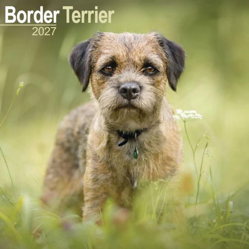 Otter House Border Terrier Wall Calendar 2027