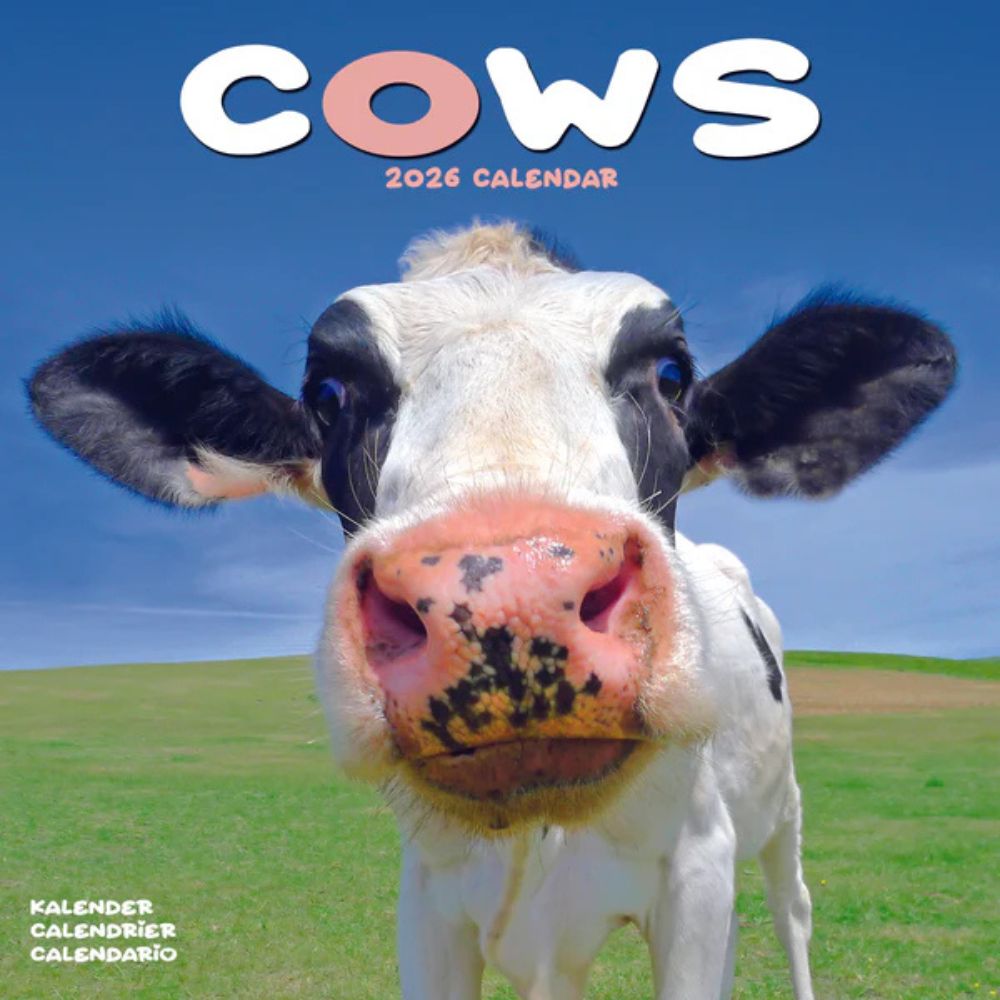 Otter House Cows Calendar 2026 Square Farm Animal Wall Calendar