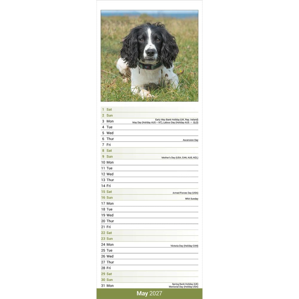Otter House English Springer Spaniel Slim Calendar 2027