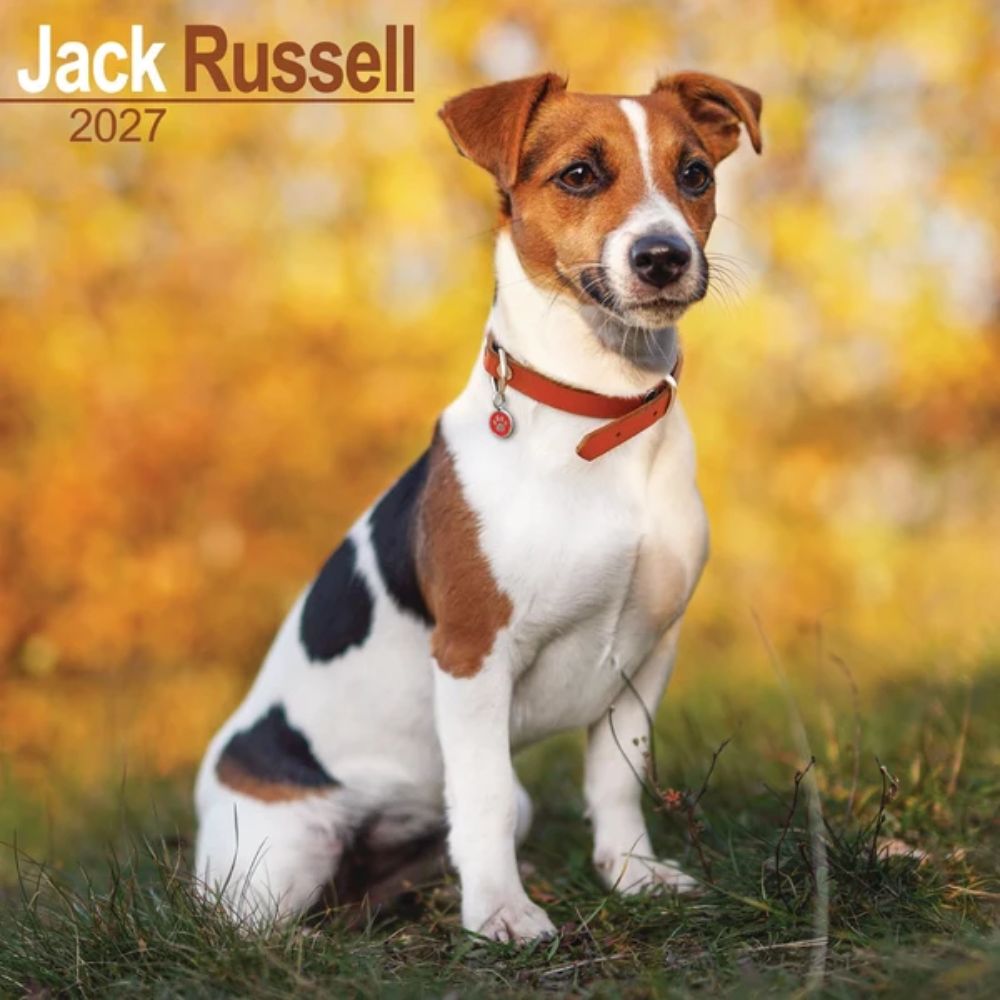 Otter House Jack Russell Wall Calendar 2027