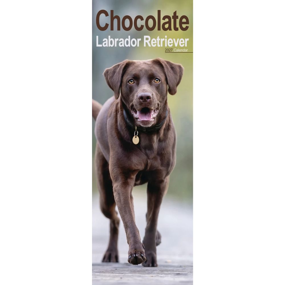 Otter House Labrador Retriever Chocolate Slim Calendar 2027